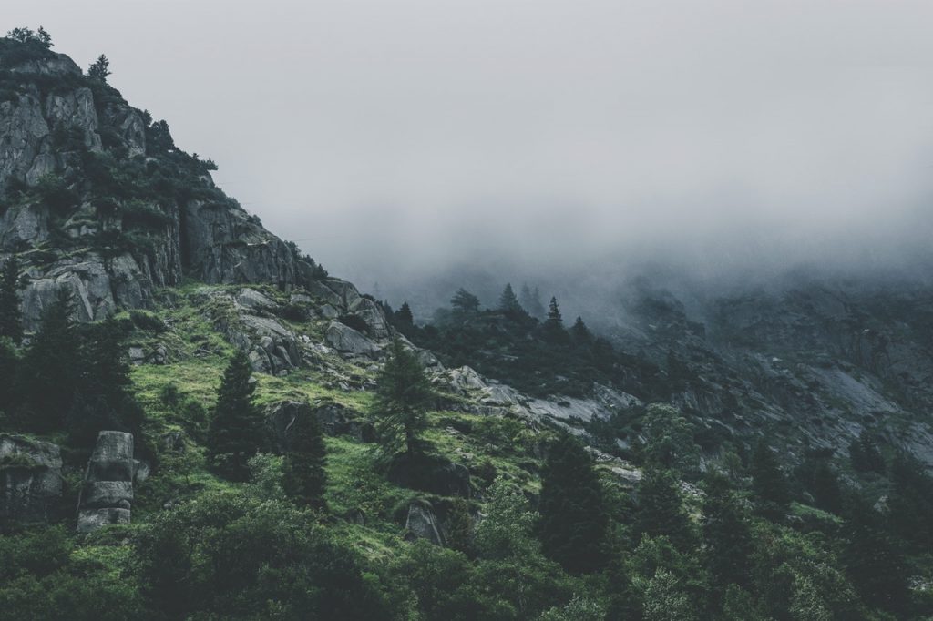 Yarış Rehberi Green Leafed Trees During Fog Time 167684 1024x682 1